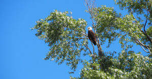 A Bald Eagle Perches On A Cottonwood Tree Along The Banks Of The Snake River In Jackson Hole