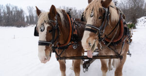 A Team Of Belgian Draft Horses Waits In The Snow With A Playful Tongue Catching Snowflakes