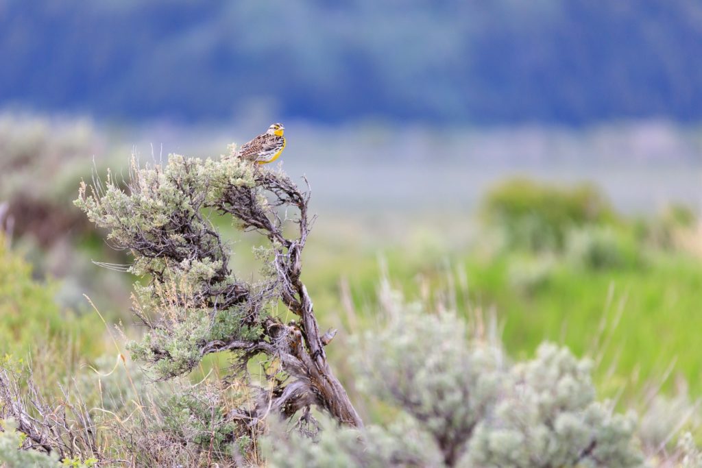 A Yellow Western Meadowlark Perches On Sagebrush In the Sagebrush Flats Near Jackson Wyoming