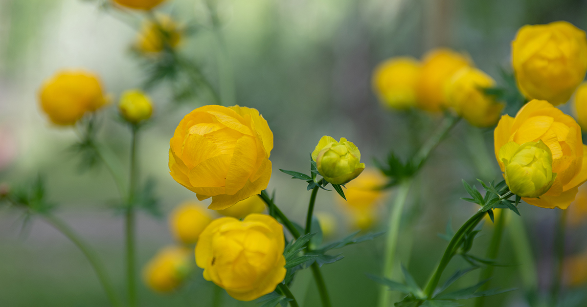 Yellow Flowers Are Found Along The Snake River In Jackson Hole