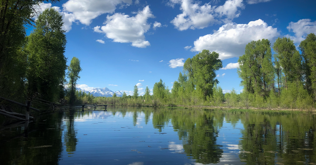 The Grand Teton Range Is Visible From The Snake River Lined With Cottonwood Trees