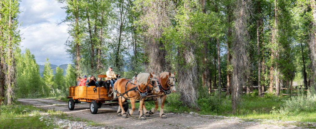 A Pair of Draft Horses Pulls A Rustic Wagon Full of Guests Through The Cottonwood Trees In Jackson Hole Wyoming