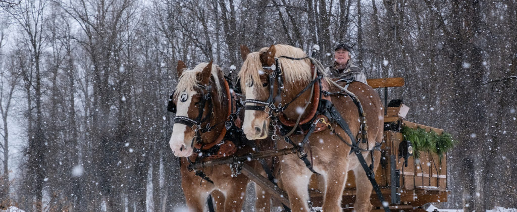 Two Draft Horses Pull A Vintage Wooden Sleigh Through A Gentle Snowstorm