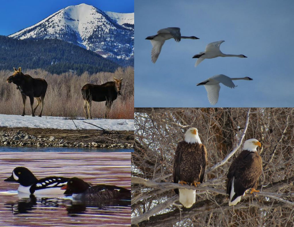 Winter Wildlife in Jackson Hole