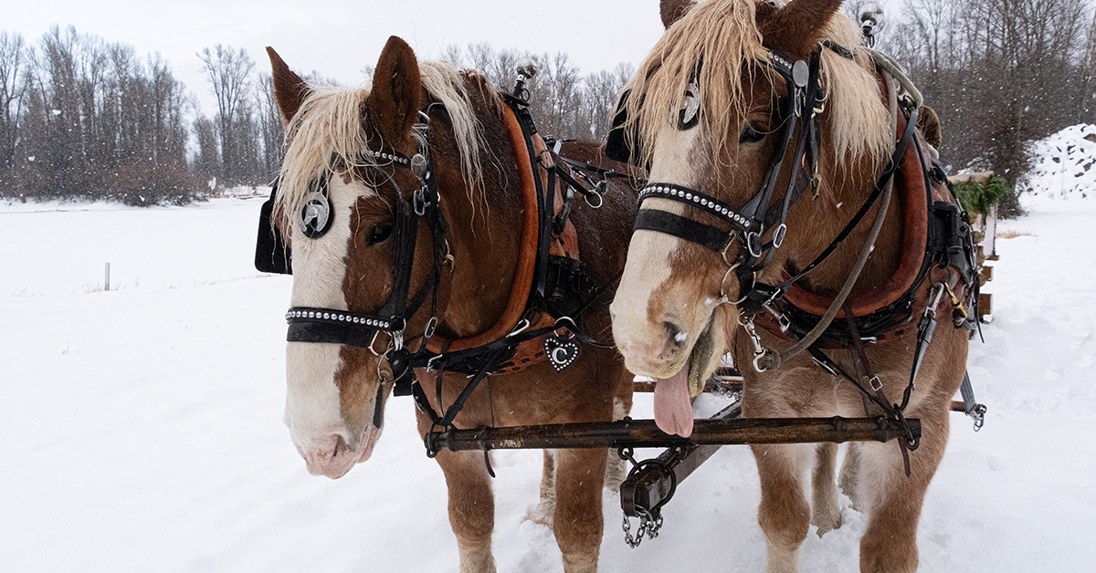 Two Belgian Draft Horses Stand Ready To Pull A Vintage Sleigh Through The Snow