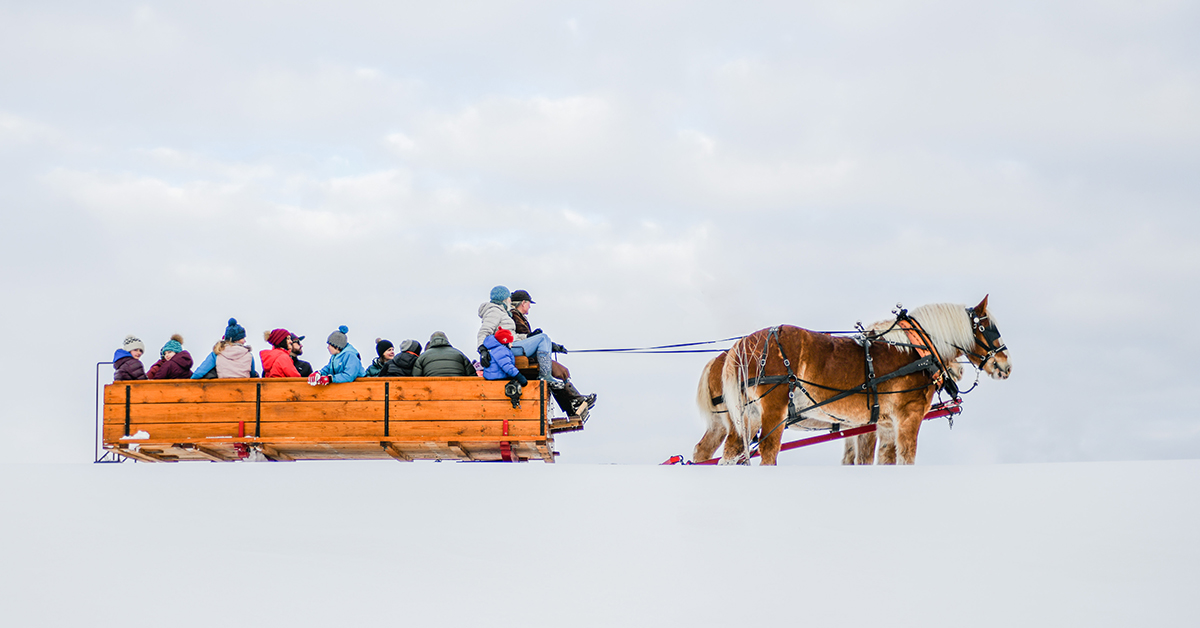 A Vintage Wooden Sleigh Pulled By A Team Of Belgian Horses Glides Through The Snow Along The Riverbank In Jackson Hole