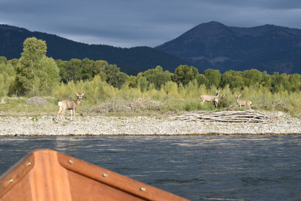 Jackson Hole Wildlife - Float Trips