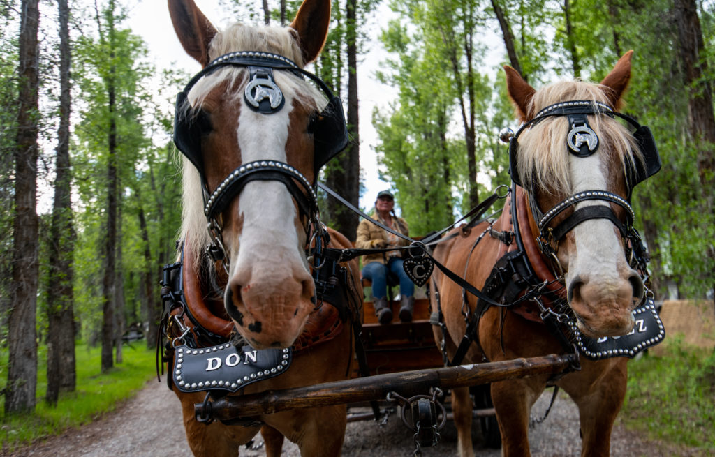 Two Belgian Draft Horses Pull A Wagon Through The A Cottonwood Forest At The Edge Of The Snake River In Jackson Hole Wyoming