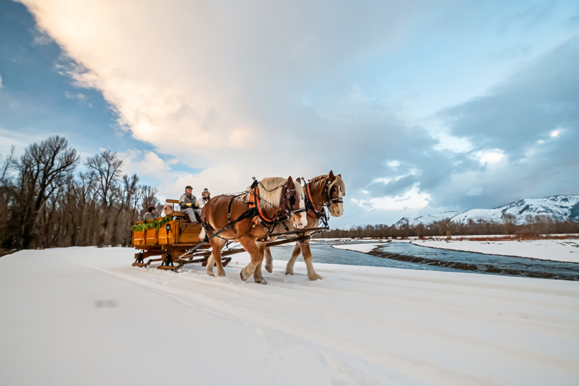 A Draft Team Of Horses Pulls A Vintage Wooden Sleigh Along The Snake River In Jackson Hole