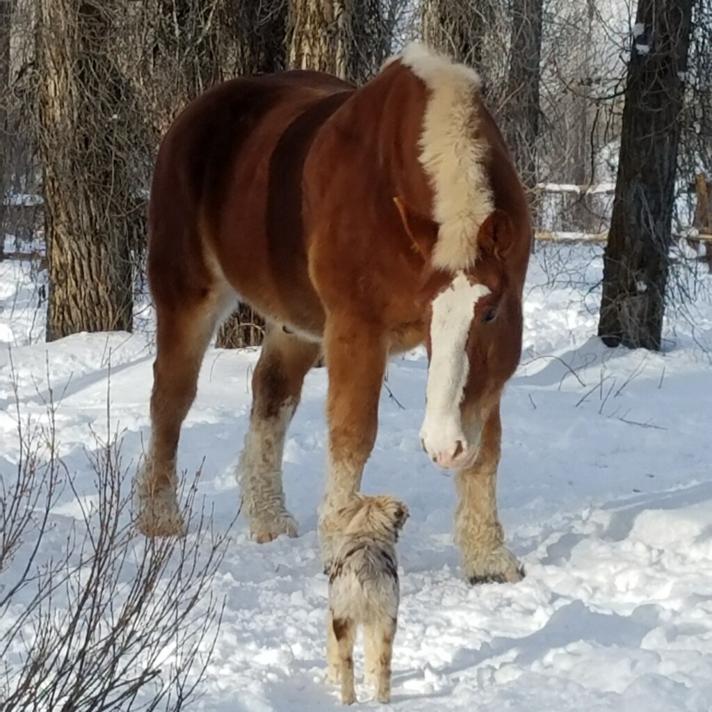 Big Don Making New Friends at Camp:Jackson Hole Sleigh Rides