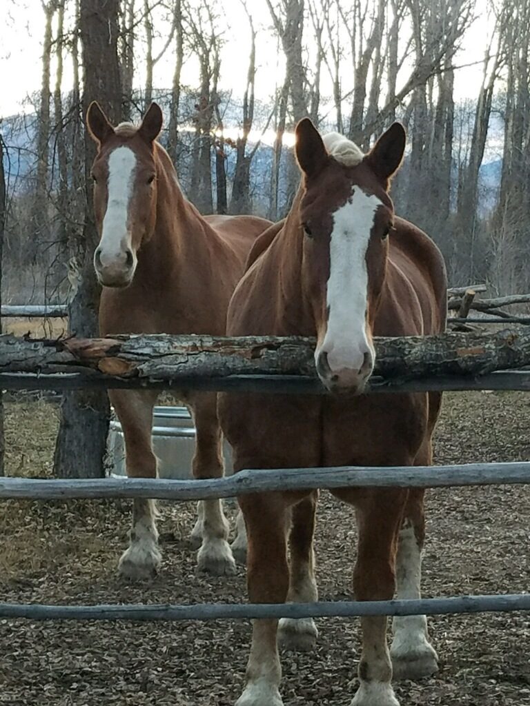 New Horses, Buzz and Don Hanging out at Camp: Jackson Hole Sleigh Rides