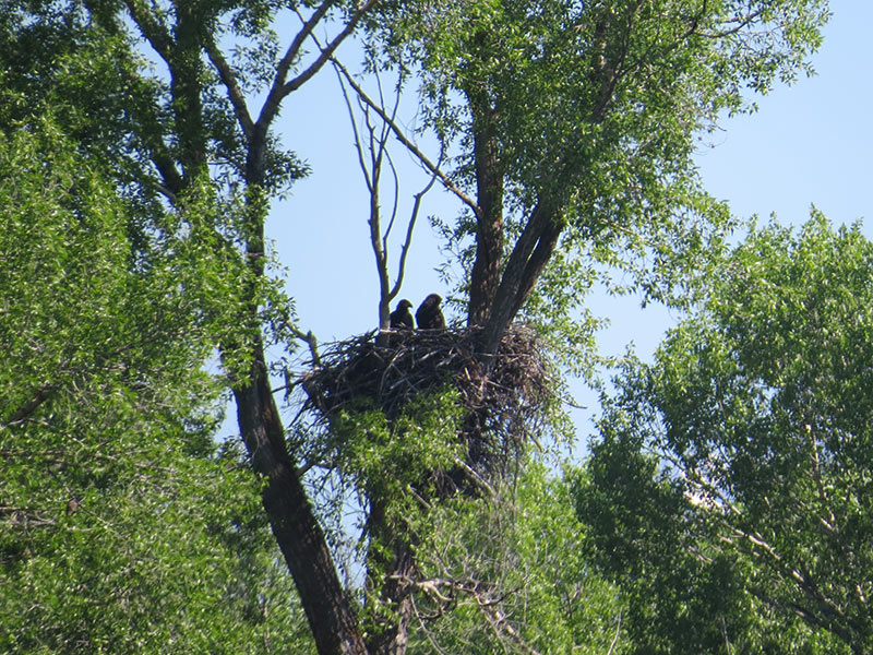 jackson-hole-nature-eagles