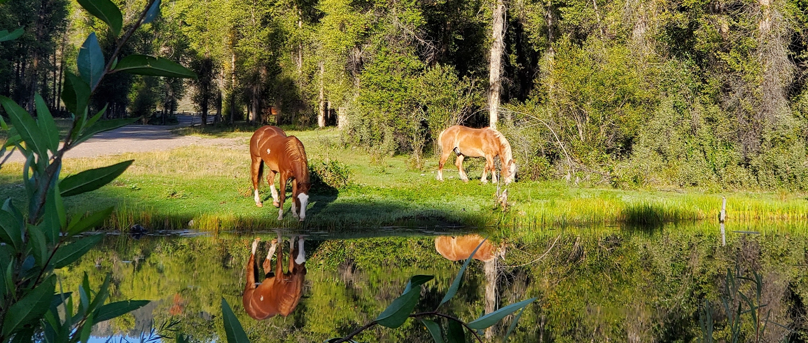 Two Draft Horses Take A Drink From A Pond During The Summertime At Tipi Camp In Jackson Hole Wyoming