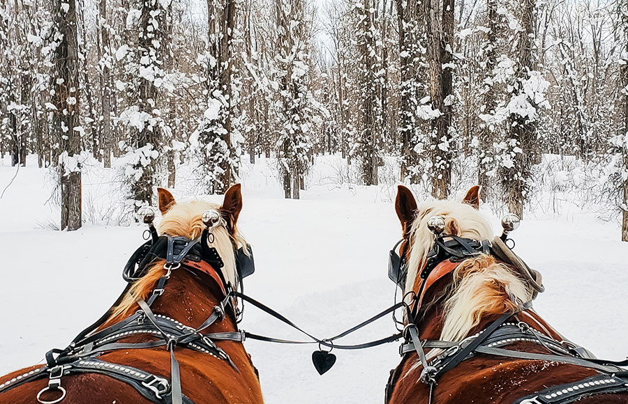 Two Draft Horses Pulling A Sleigh Shown With Leather Harnesses And A Snowy Wooded Backdrop